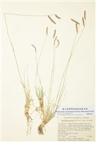 藏品(格蘭馬草)的圖片